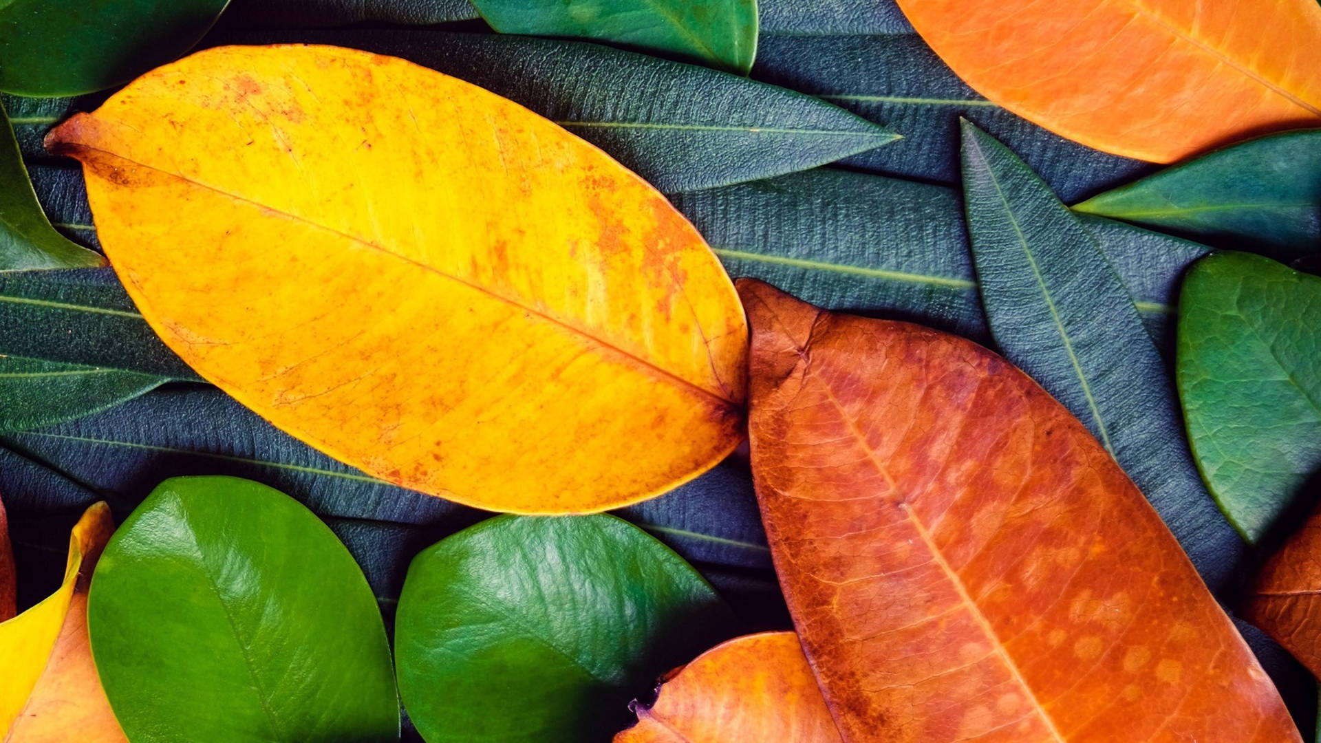 Vibrant Orange And Green Leaves Wallpaper