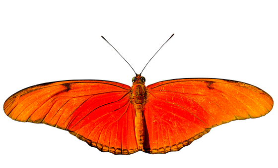 Vibrant Orange Butterfly Black Background PNG