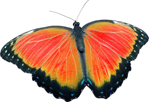 Vibrant Orange Butterfly Black Background PNG