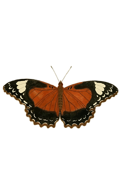 Vibrant Orange Butterfly Black Background PNG