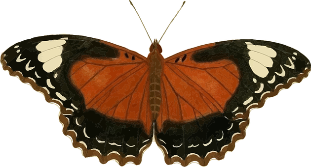 Vibrant_ Orange_ Butterfly_ Black_ Background PNG