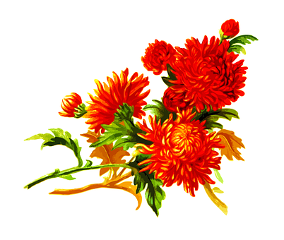 Vibrant_ Orange_ Chrisantemum_ Floral_ Artwork PNG