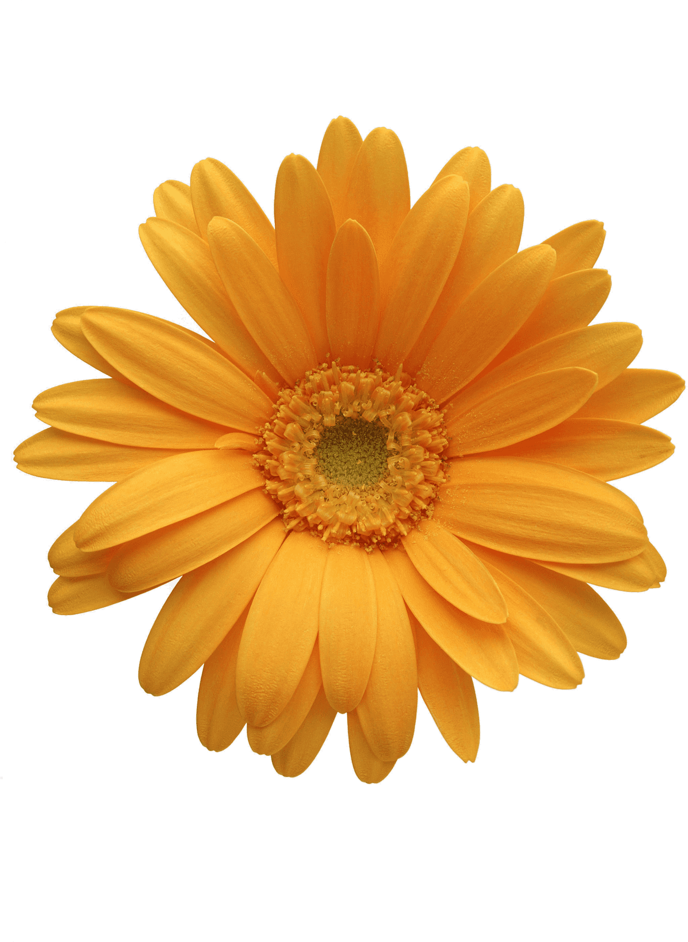 Vibrant Orange Chrysanthemum Flower PNG