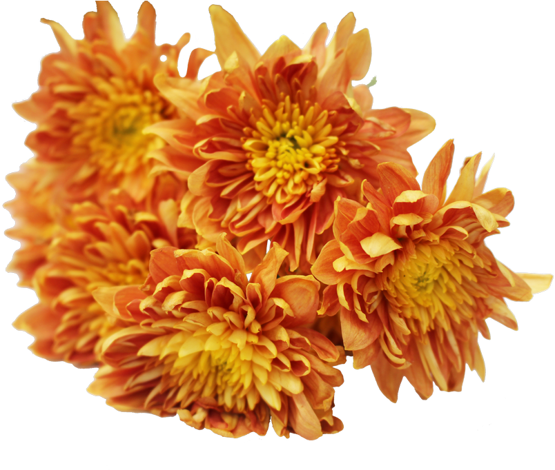Vibrant Orange Chrysanthemums PNG