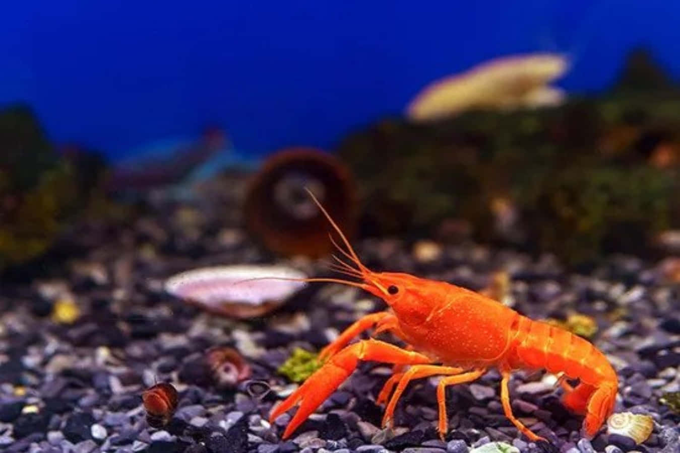 Vibrant Orange Crayfish Aquarium Wallpaper