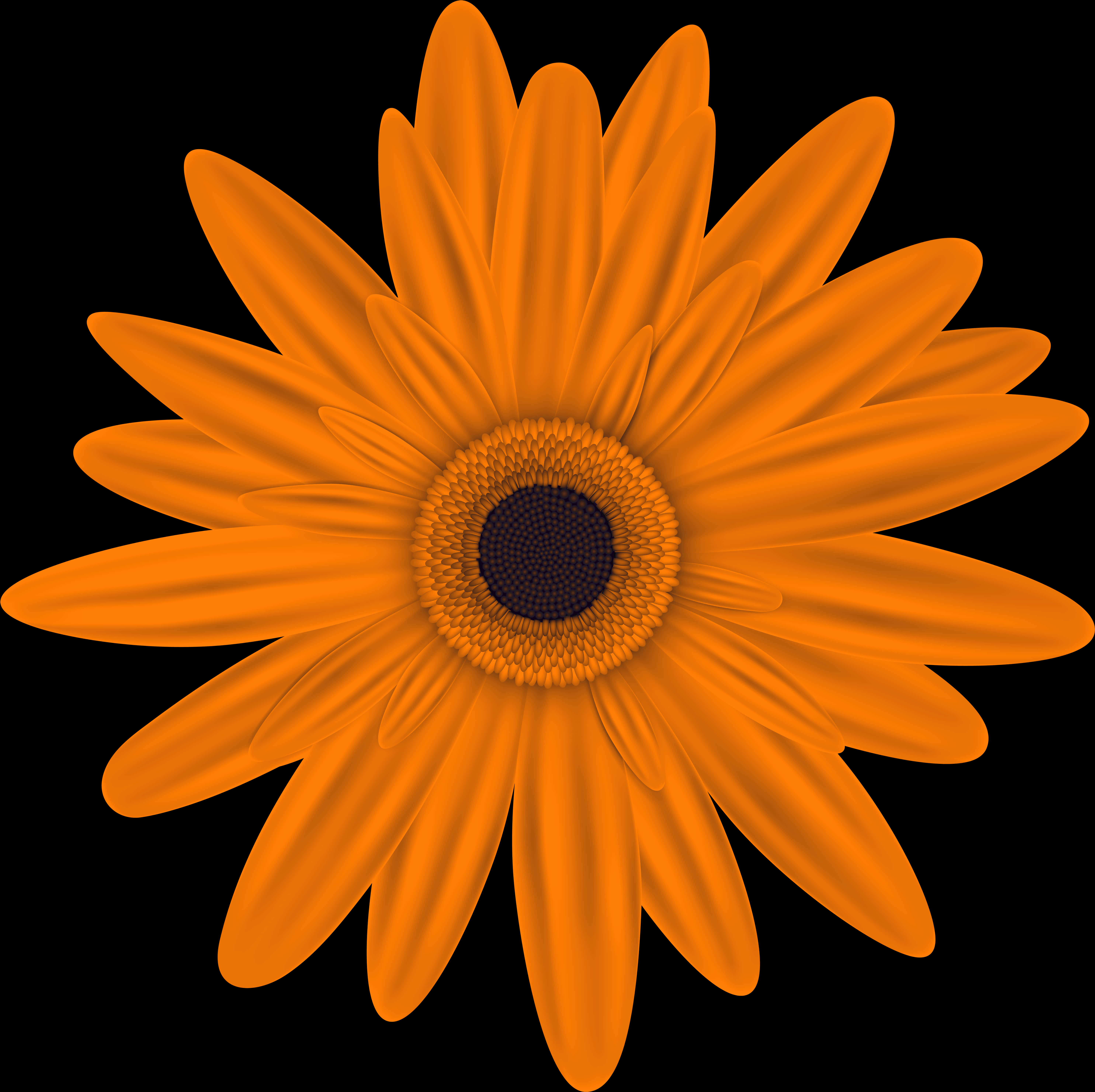 Vibrant Orange Daisy Black Background PNG