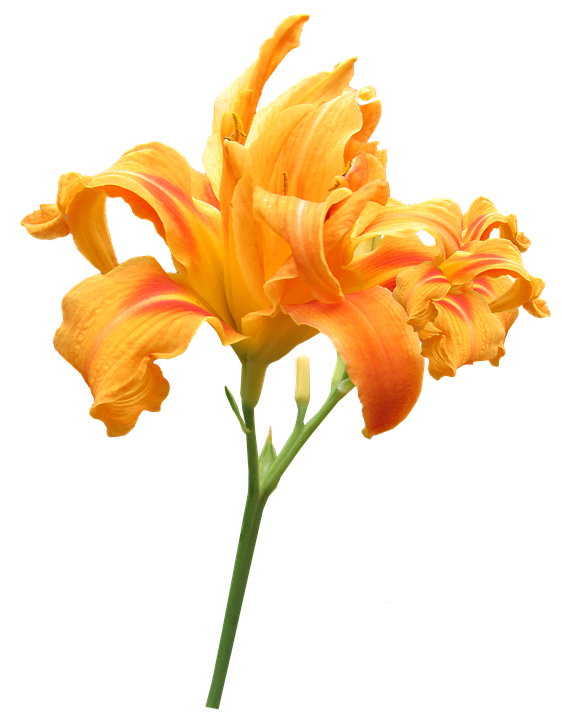 Vibrant Orange Daylily Flower PNG