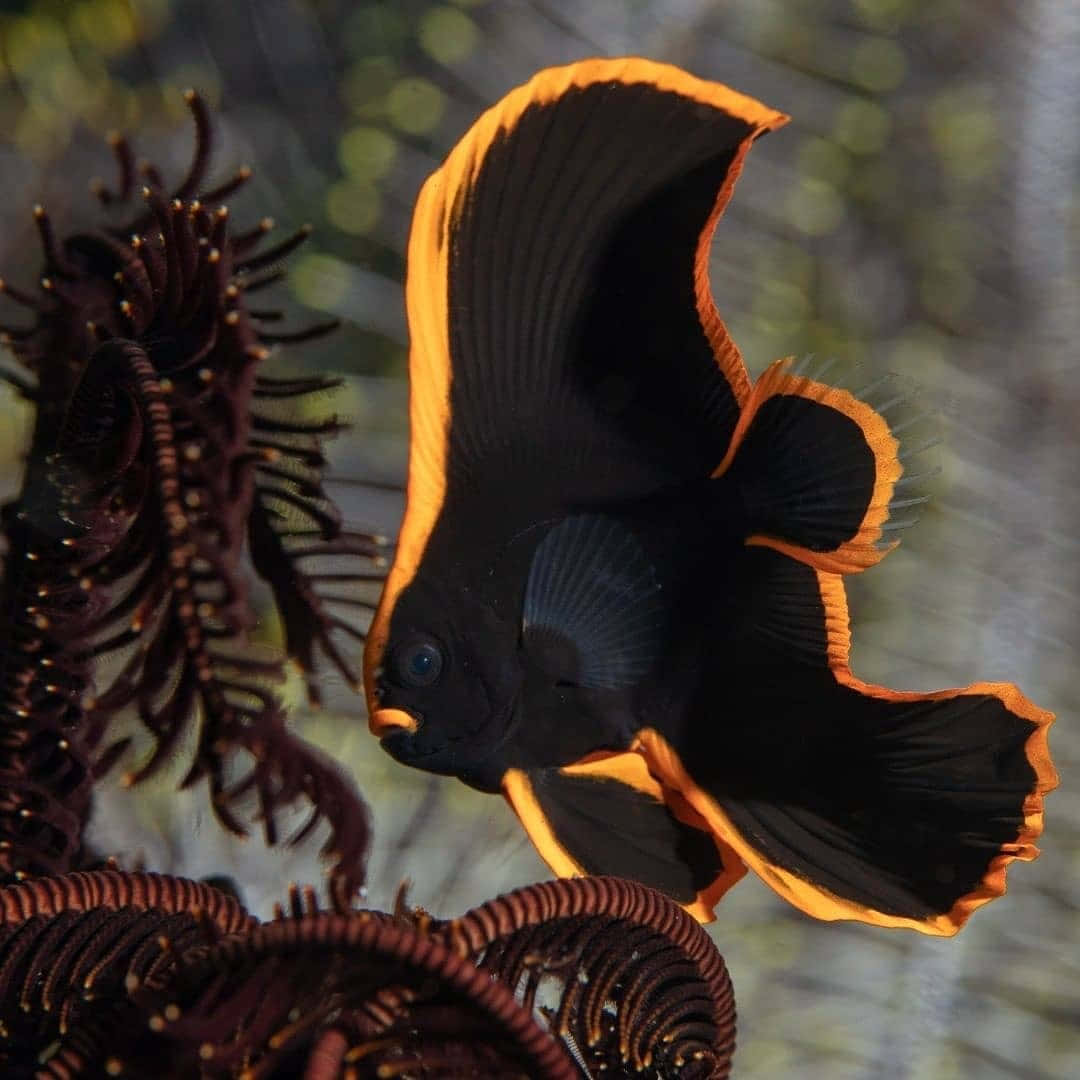 Vibrant Orange Edged Black Fish Wallpaper