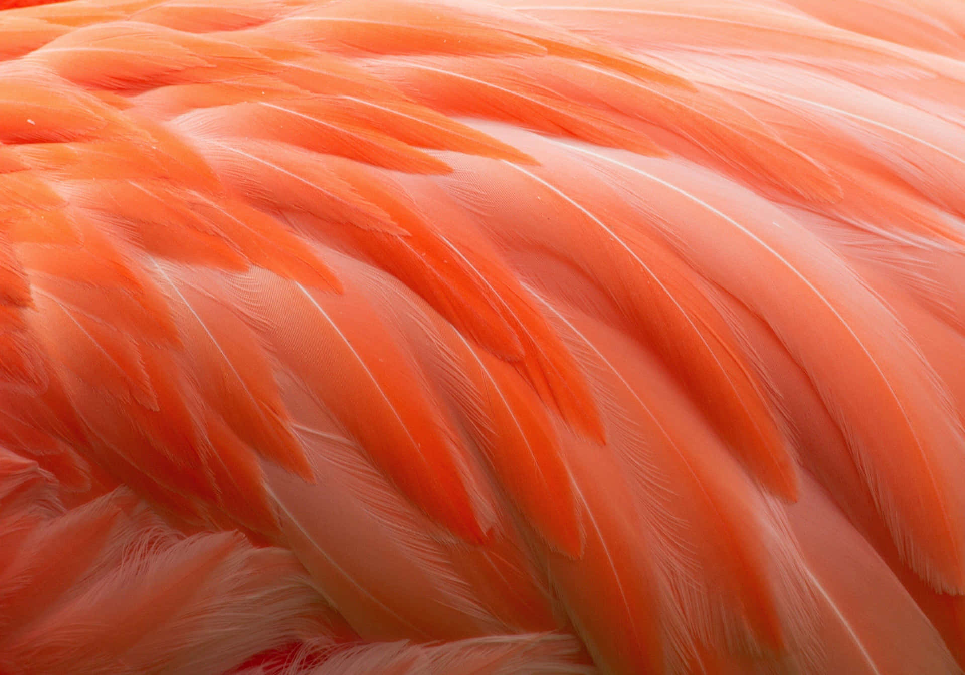 Vibrant Orange Feathers Closeup Wallpaper