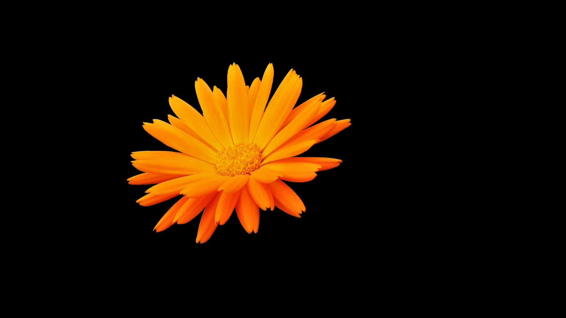 Vibrant Orange Flower Black Background PNG