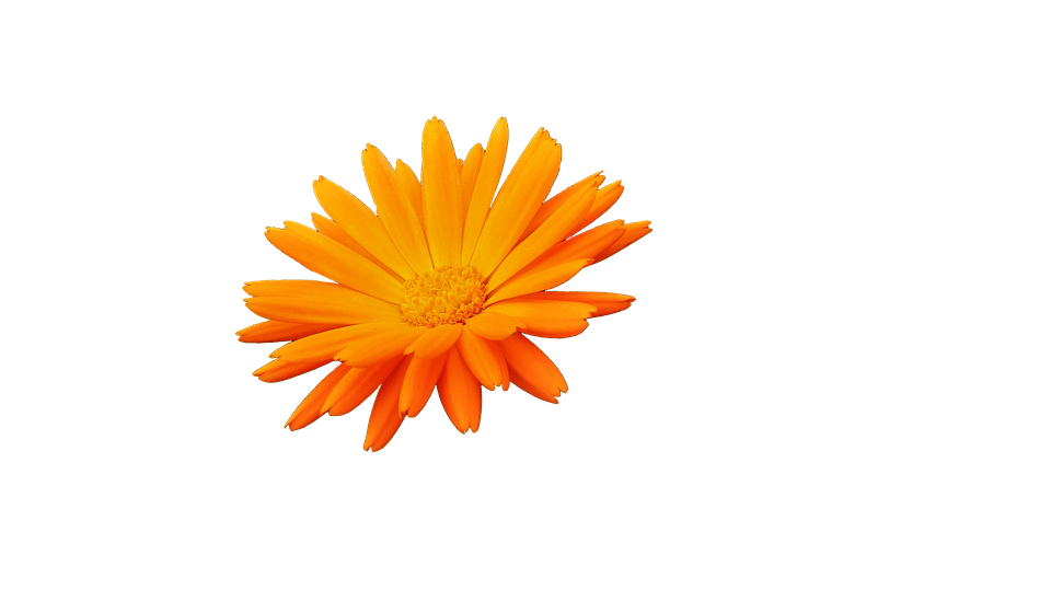 Vibrant Orange Flower Blue Background PNG