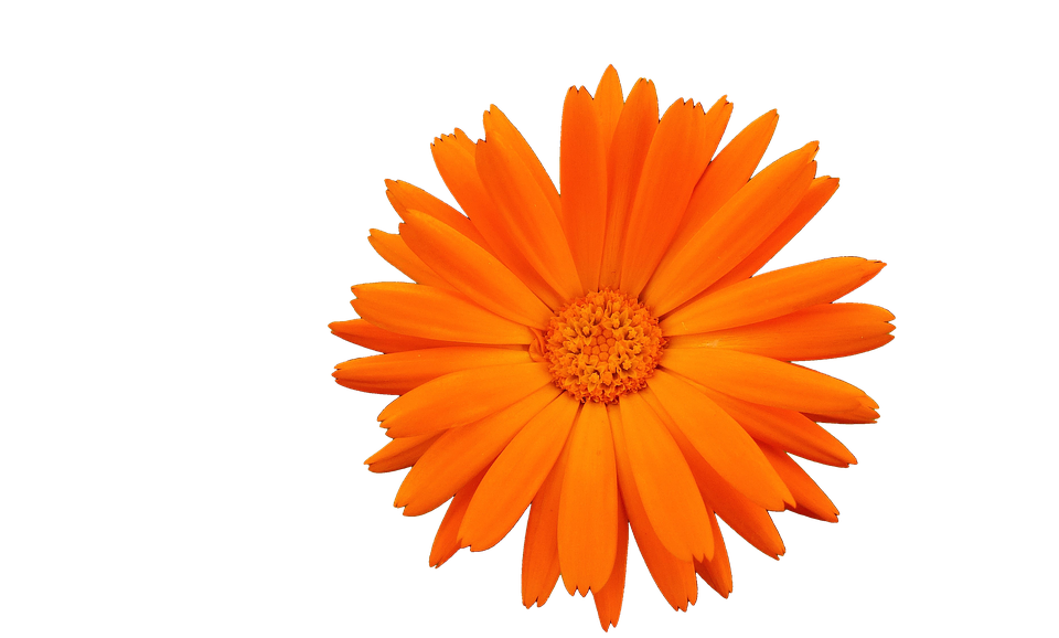 Vibrant Orange Flower Isolated PNG