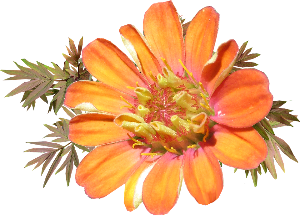 Vibrant Orange Flower Transparent Background PNG
