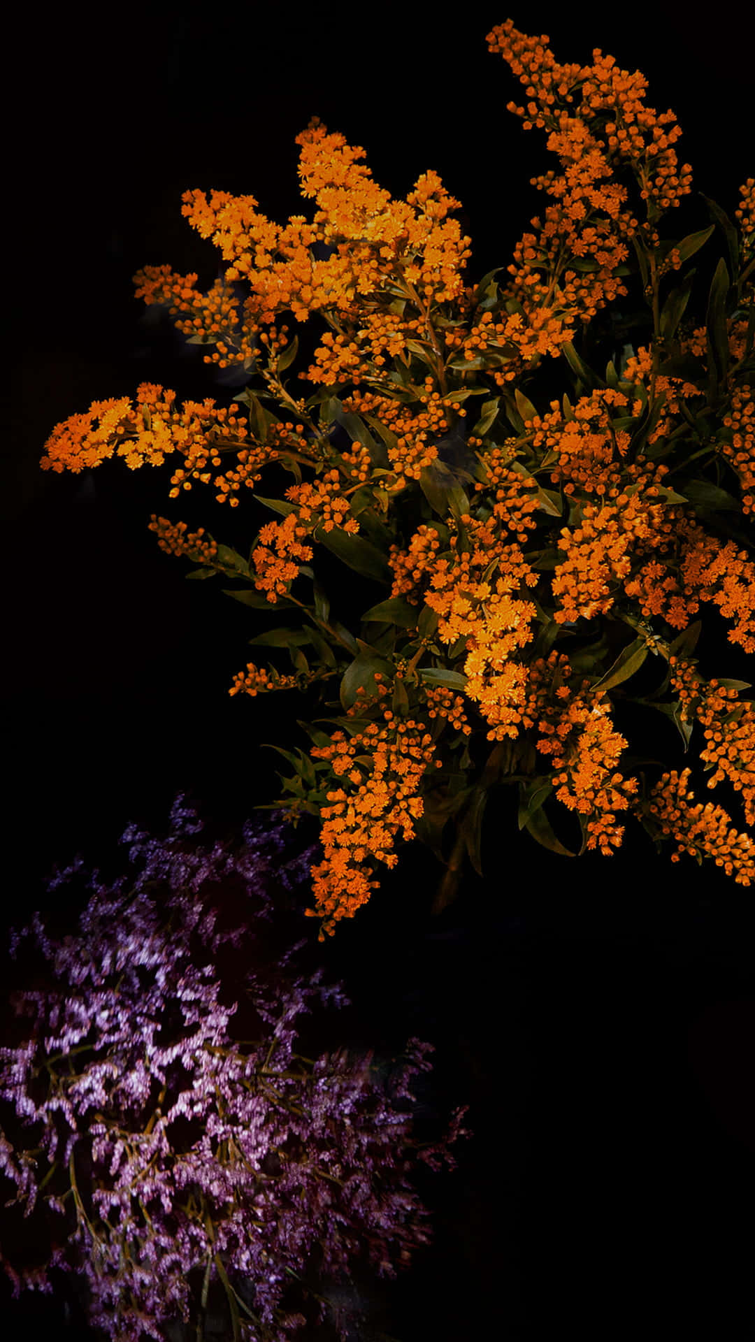 Vibrant Orange Flowers Against Black Background Wallpaper