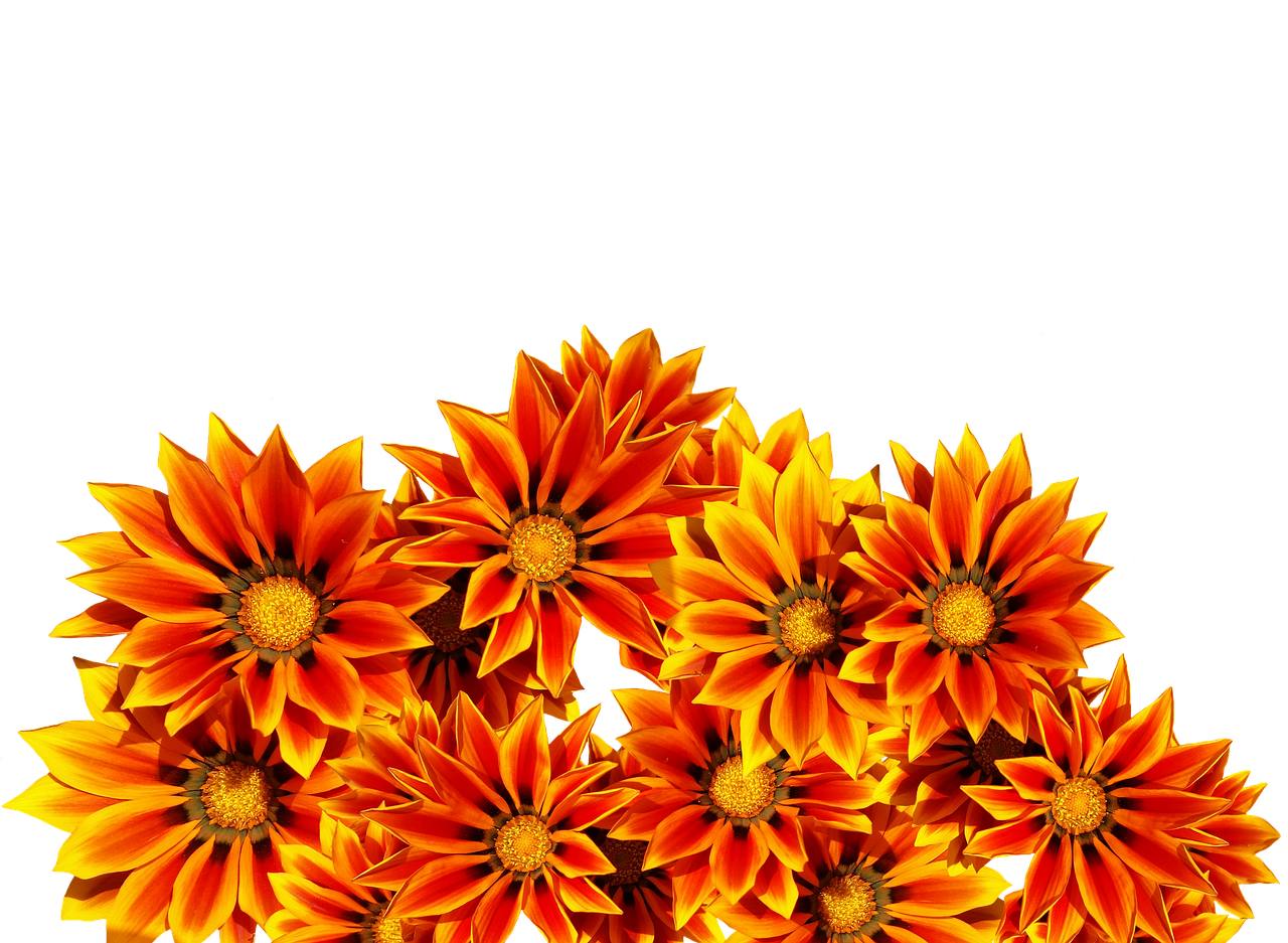 Vibrant Orange Flowers Black Background PNG