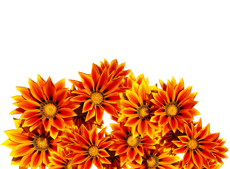 Vibrant_ Orange_ Flowers_ Black_ Background.jpg PNG