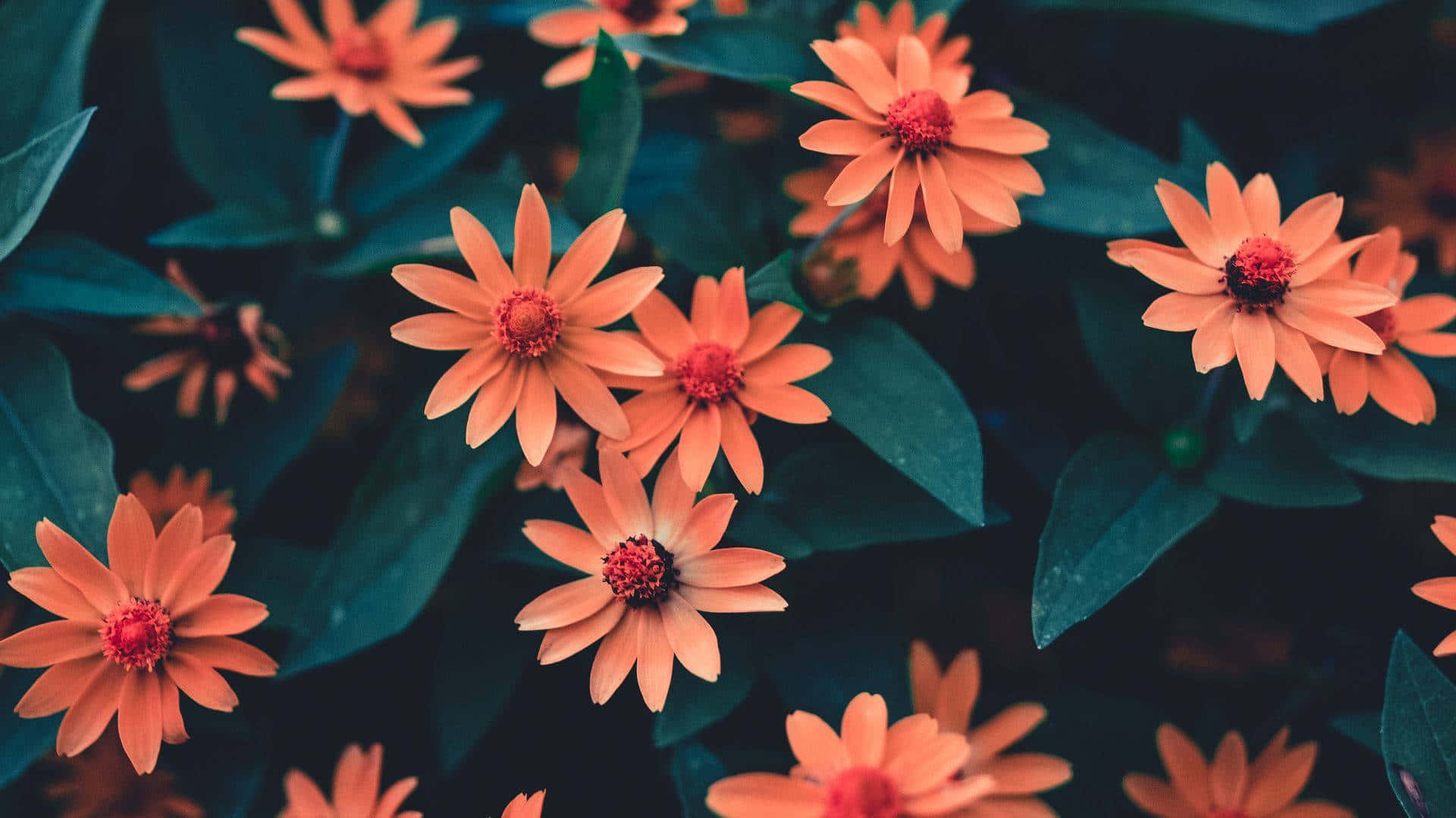 Vibrante Oranje Bloemen Donkergroene Bladeren.jpg Achtergrond