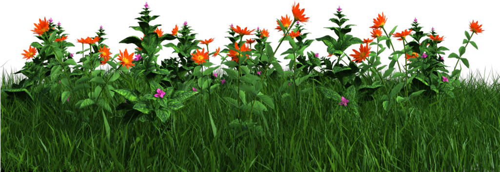 Vibrant Orange Flowersin Grass PNG