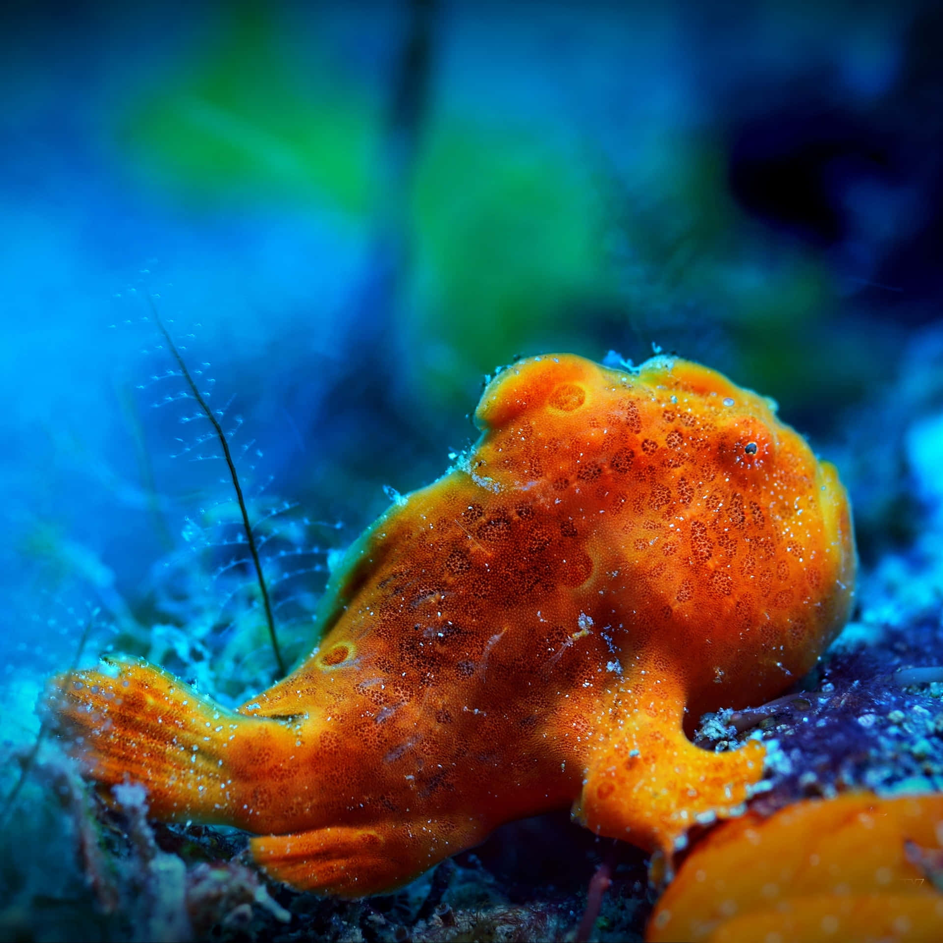 Vibrant Orange Frogfish Underwater Wallpaper