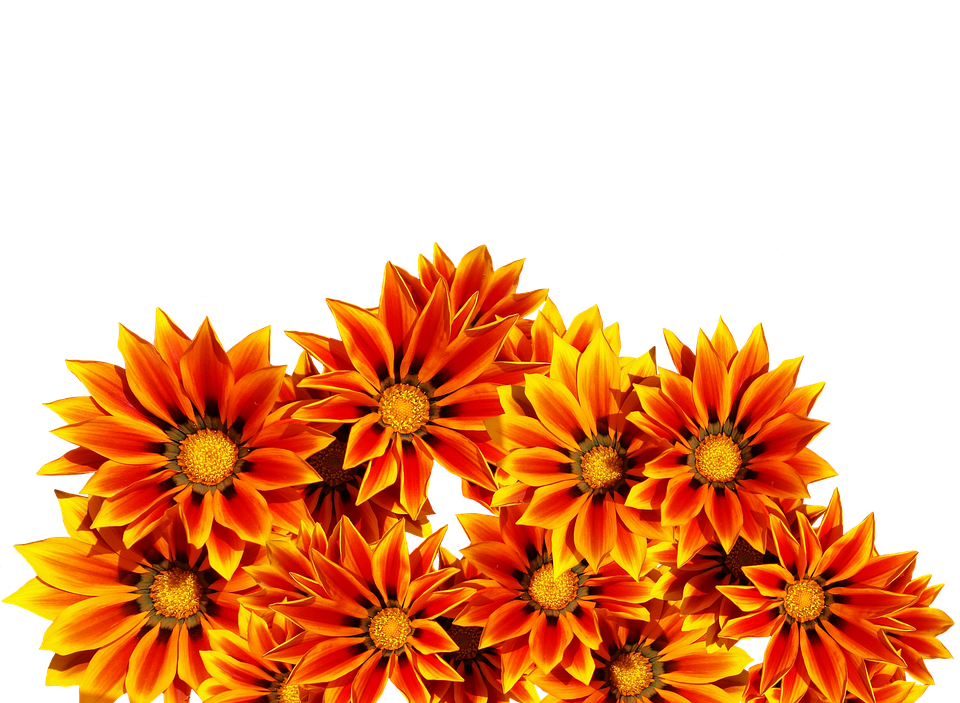 Vibrant Orange Gazania Flowers PNG