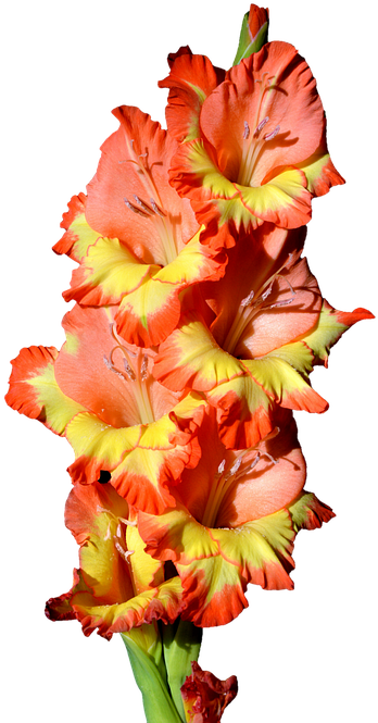 Vibrant Orange Gladiolus Flower PNG