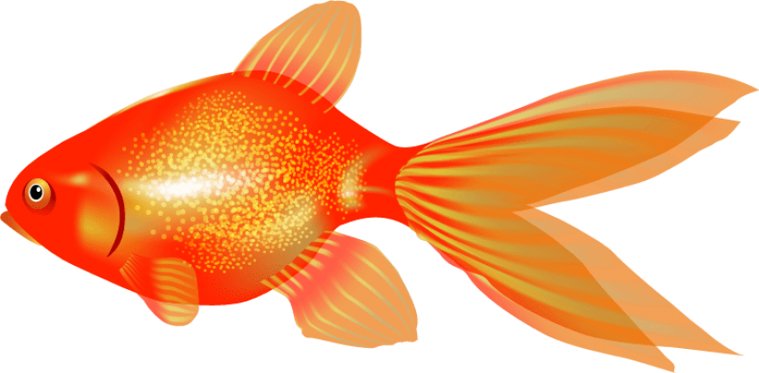 Vibrant Orange Goldfish Illustration PNG