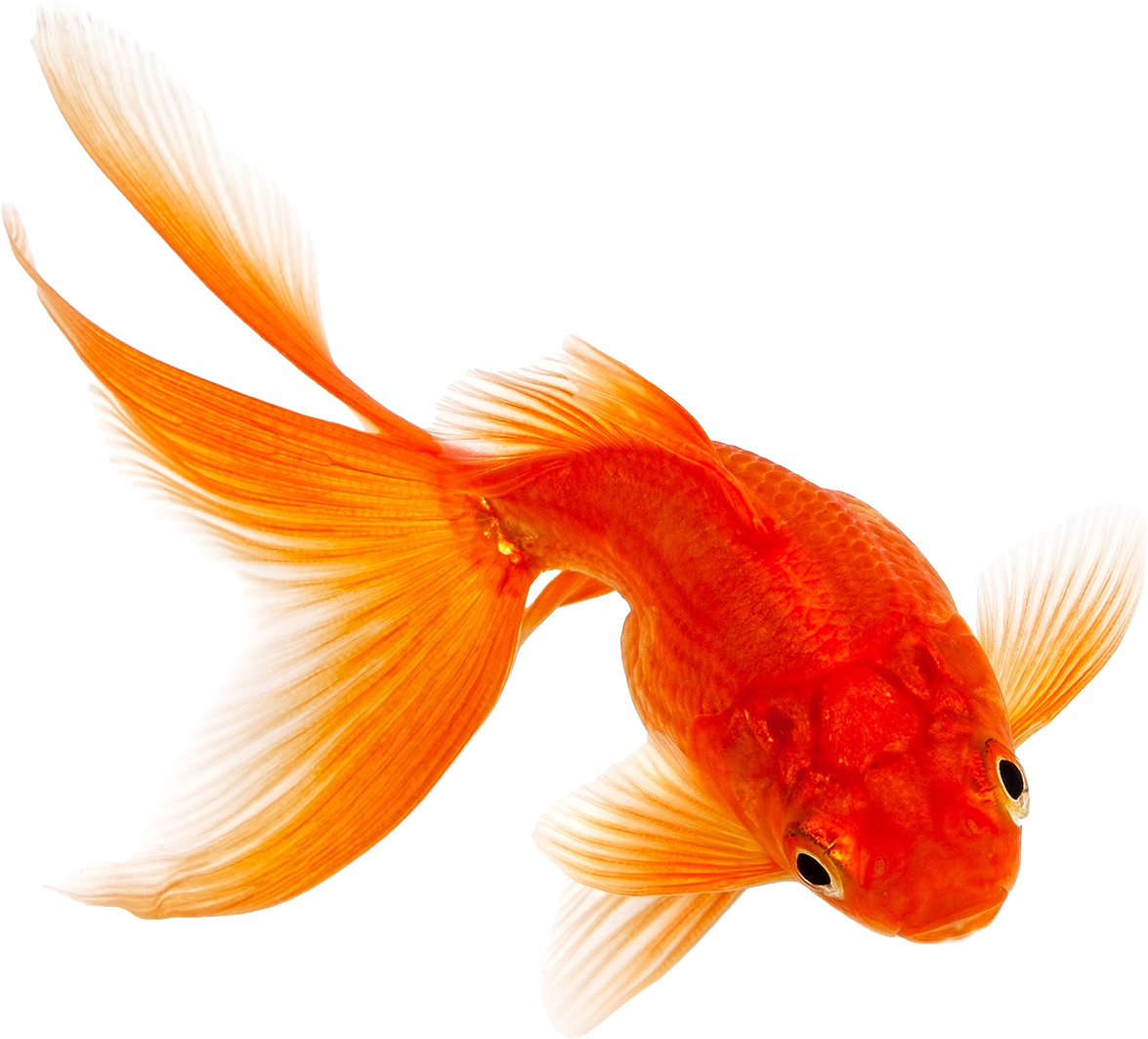 Vibrant Orange Goldfish.png PNG