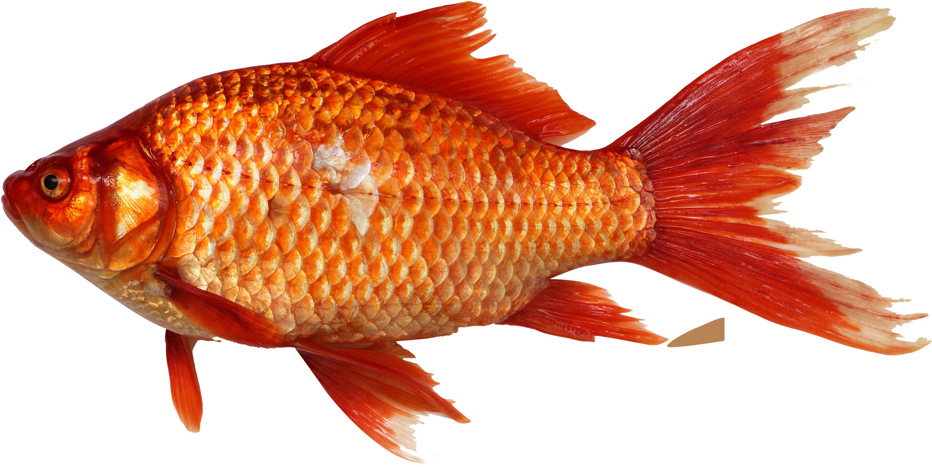 Vibrant Orange Goldfish.png PNG