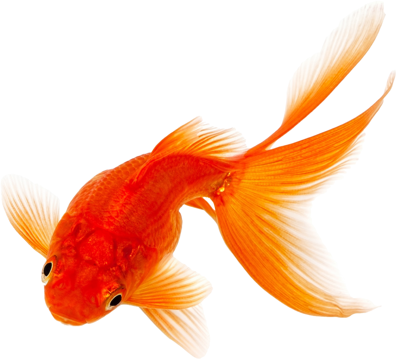 Vibrant Orange Goldfish.png PNG