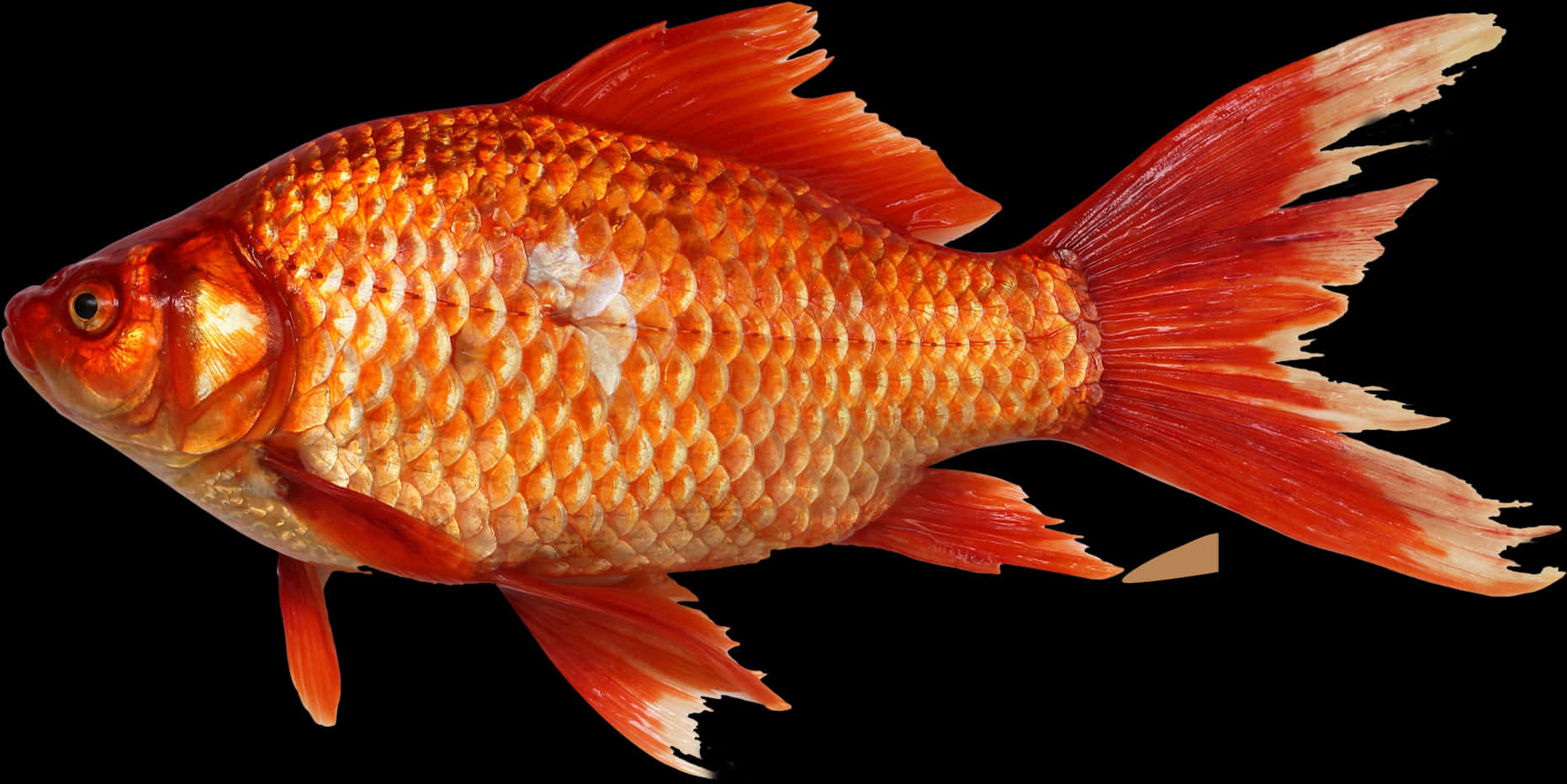 Vibrant Orange Goldfish PNG