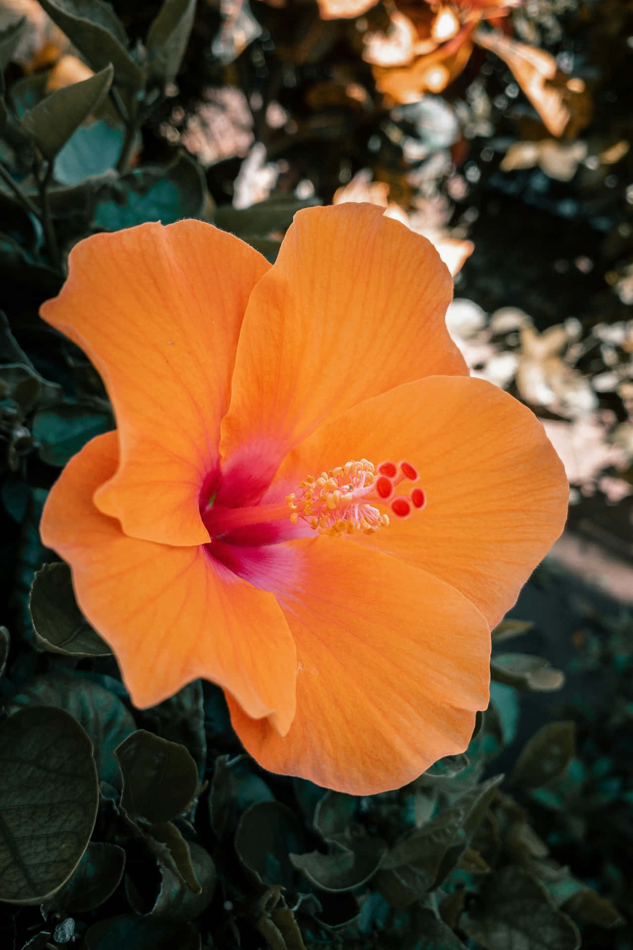 Vibrant Orange Hibiscus Bloom Wallpaper