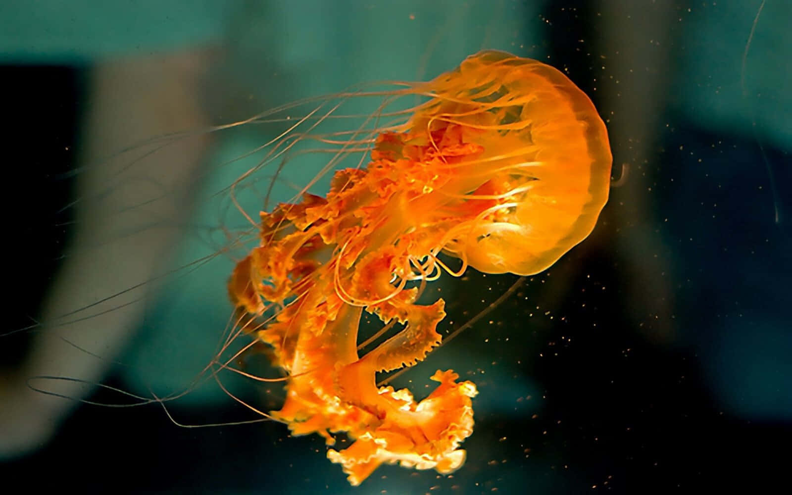 Vibrant Orange Jellyfish Underwater Wallpaper