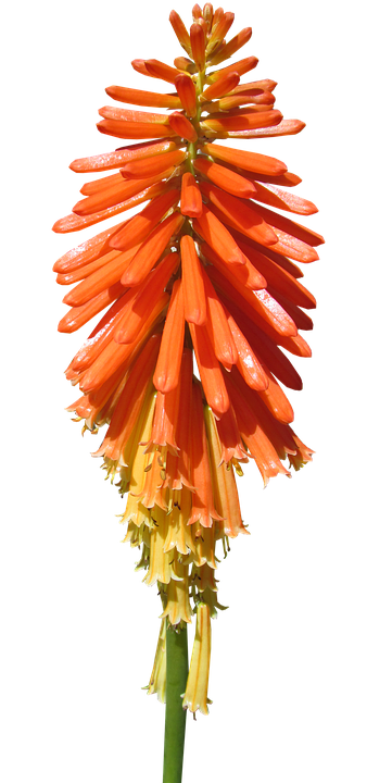 Vibrant Orange Kniphofia Flower PNG