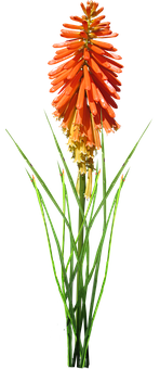 Vibrant Orange Kniphofia Flower PNG