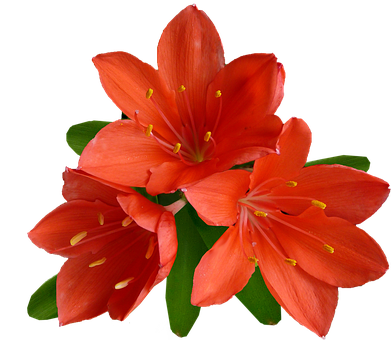 Vibrant Orange Lilies Black Background PNG