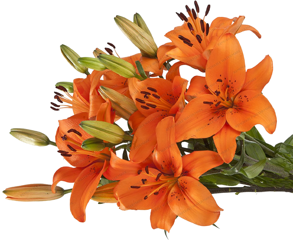 Vibrant Orange Lilies Bouquet PNG