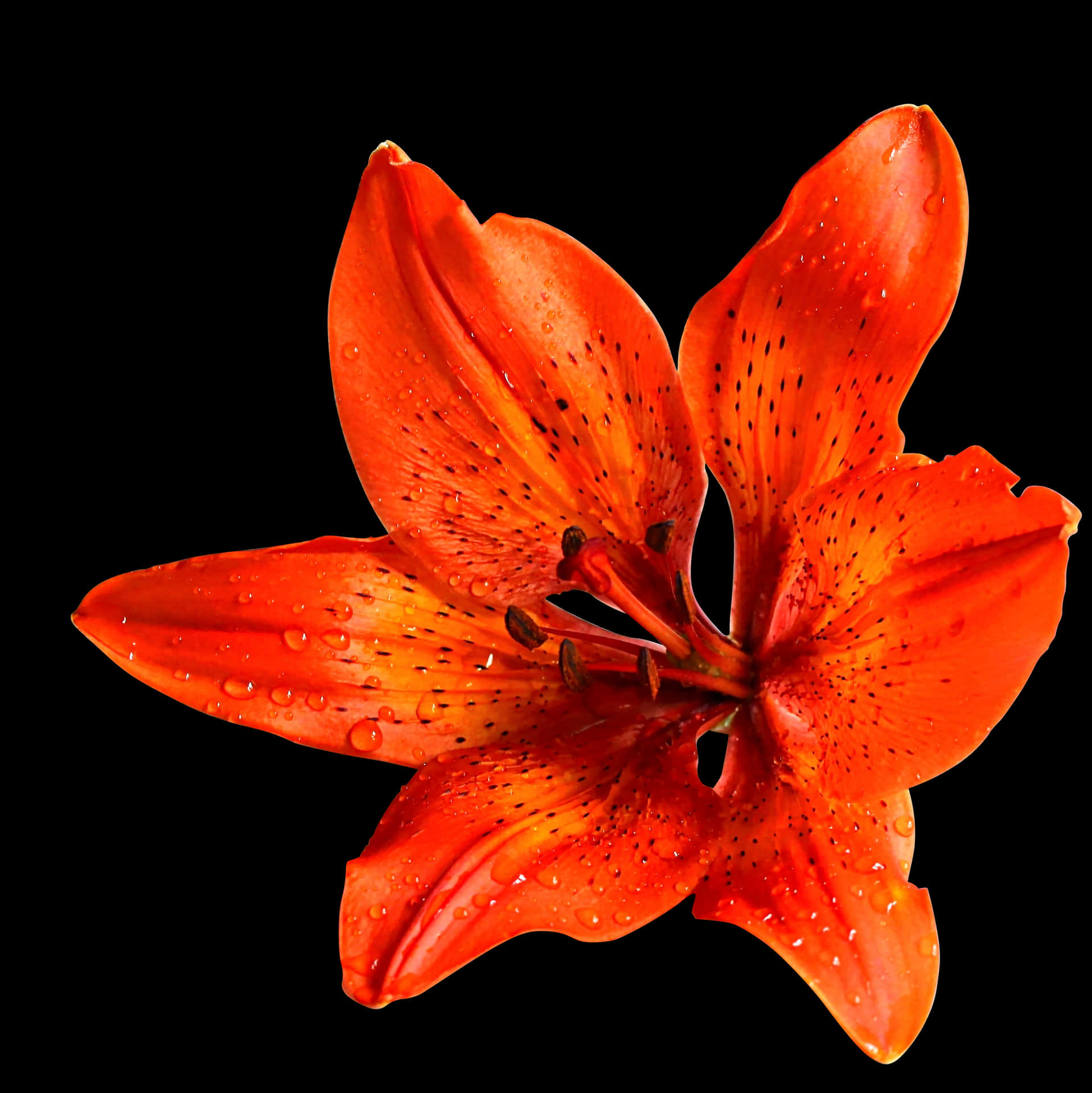 Vibrant Orange Lily Black Background PNG