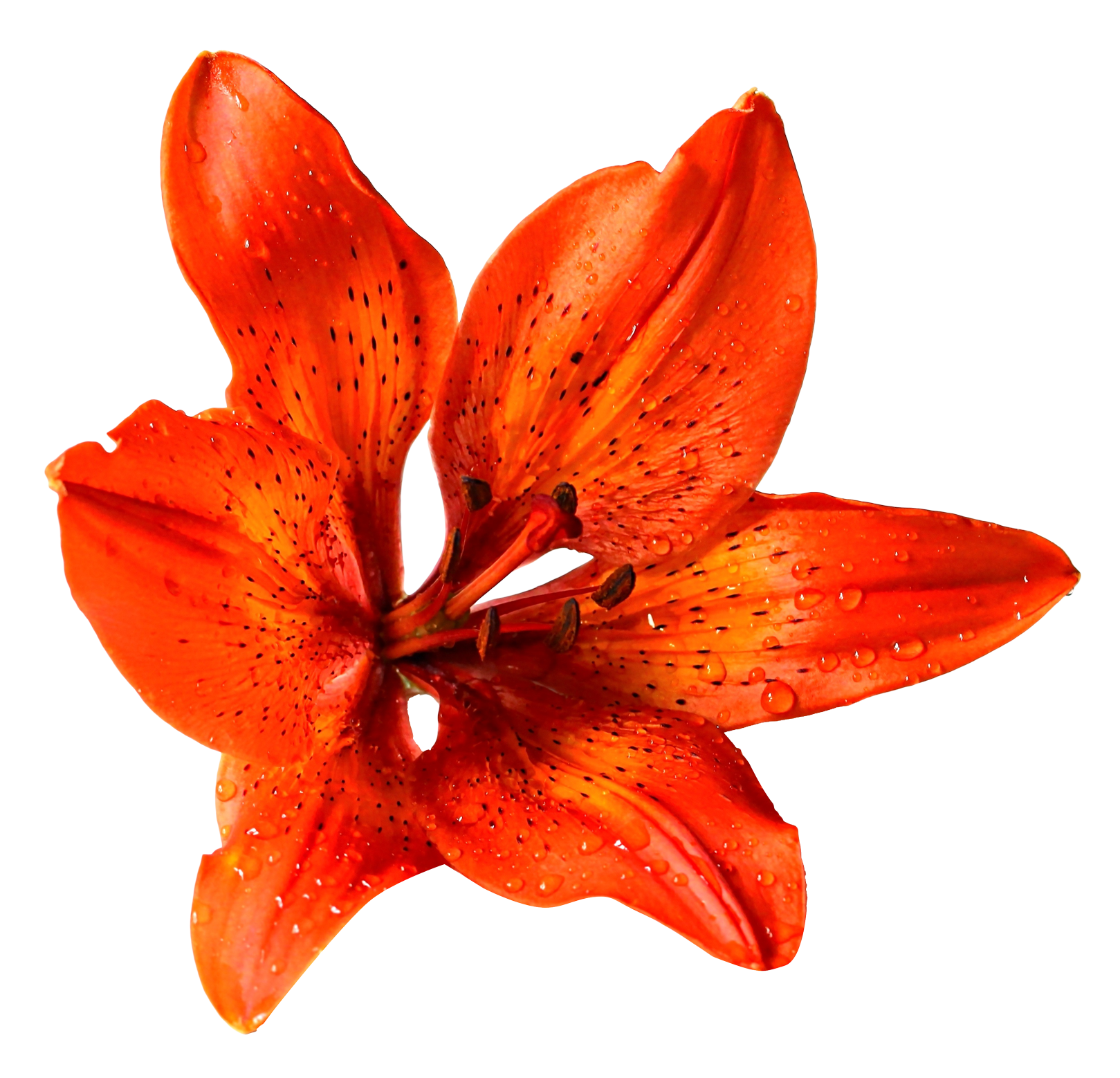 Vibrant Orange Lilywith Dew Drops.png PNG