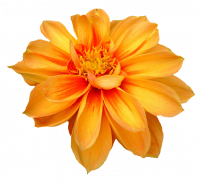 Vibrant Orange Marigold Flower PNG