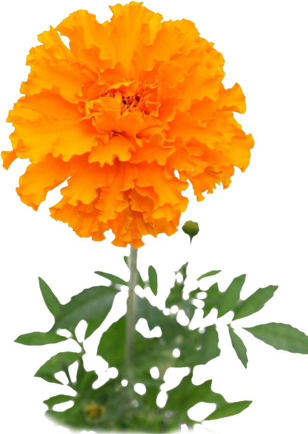 Vibrant Orange Marigold Flower PNG