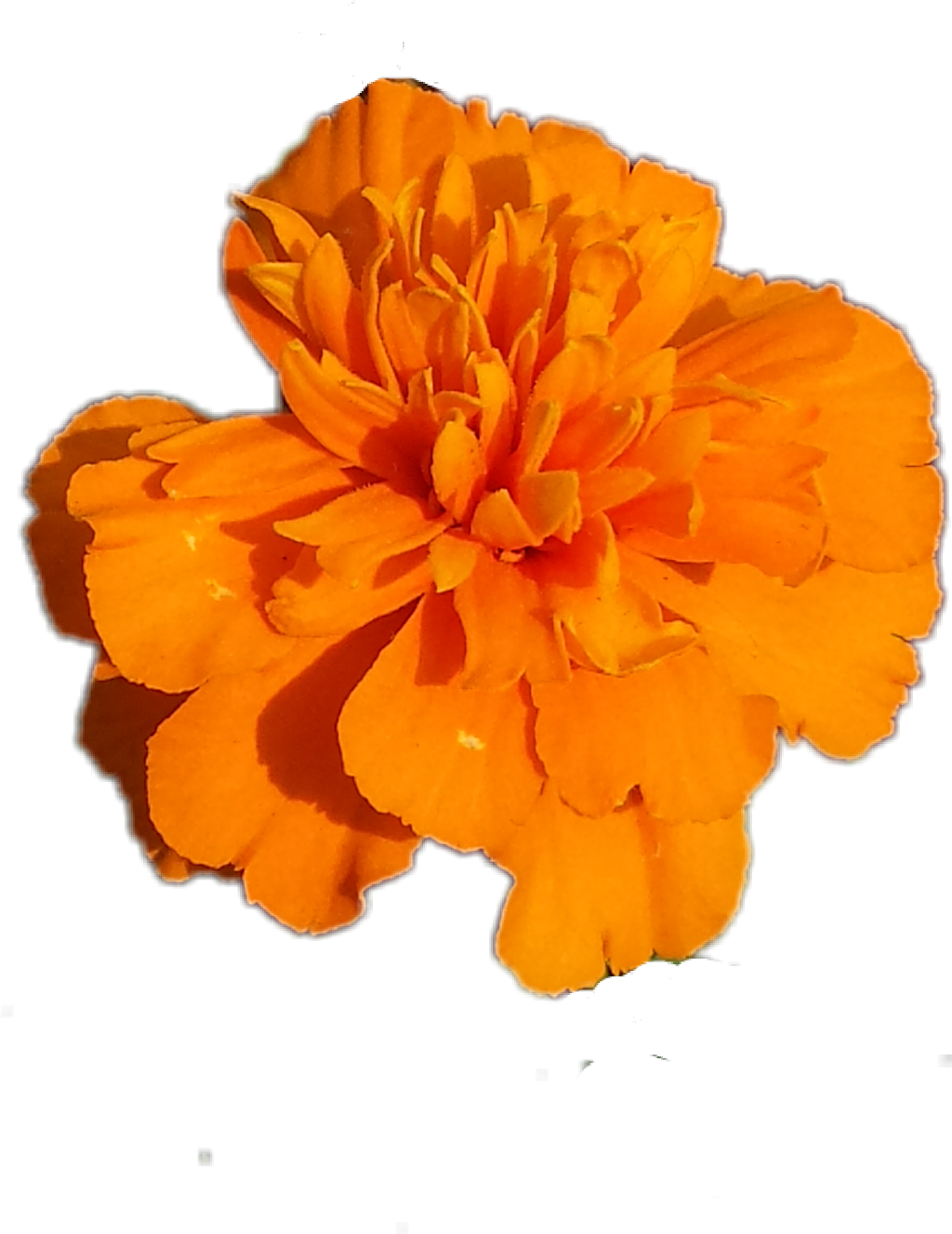 Vibrant Orange Marigold Flower PNG