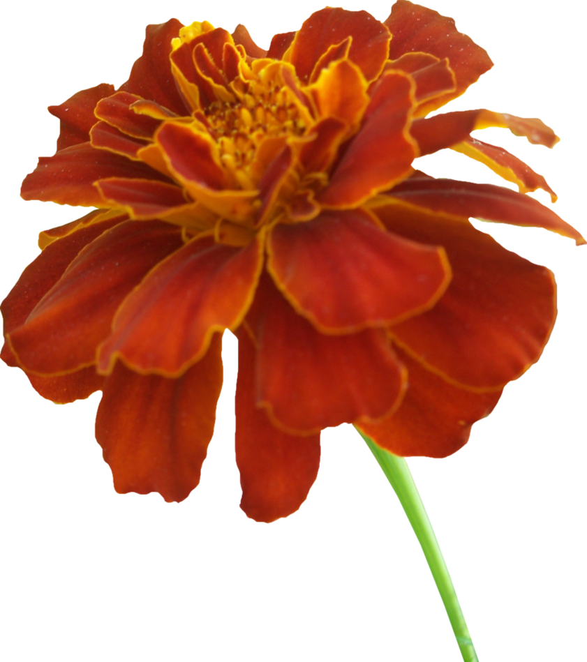 Vibrant Orange Marigold Flower PNG