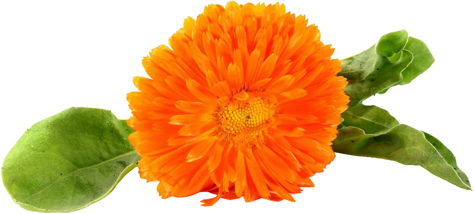 Vibrant Orange Marigold Flower.png PNG