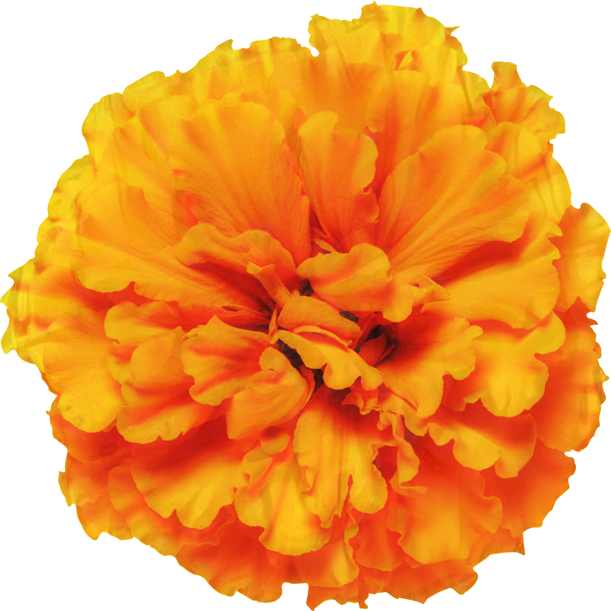 Vibrant Orange Marigold Flower PNG