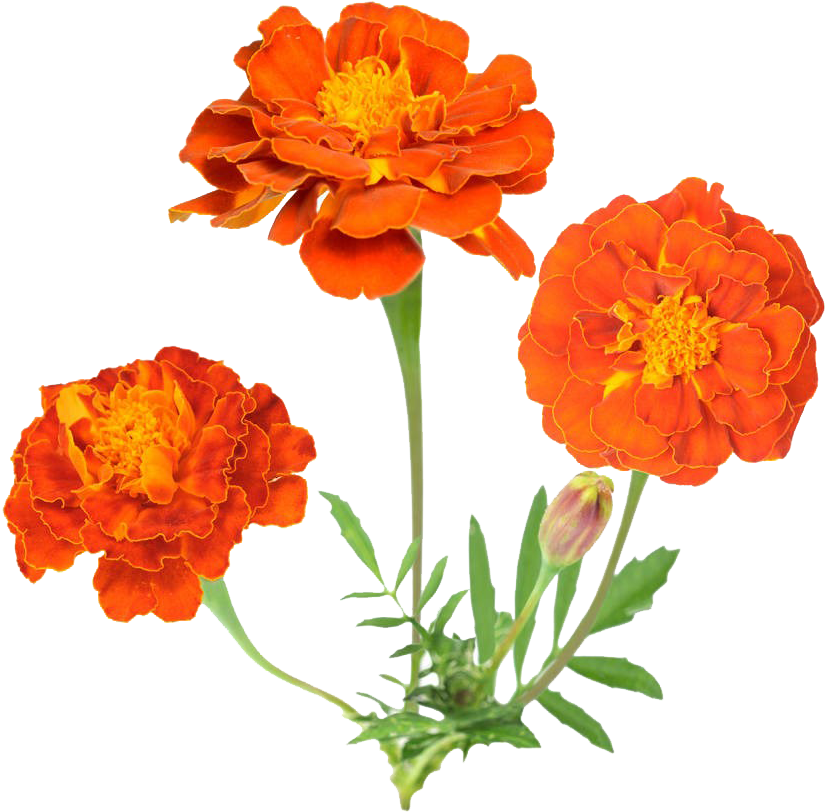 Vibrant Orange Marigolds Floral Display PNG