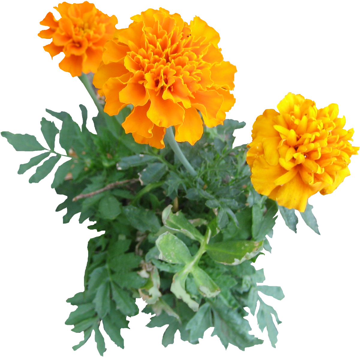 Vibrant Orange Marigolds.png PNG