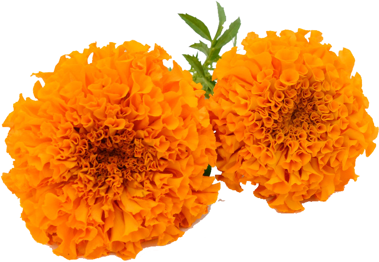 Vibrant Orange Marigolds.png PNG