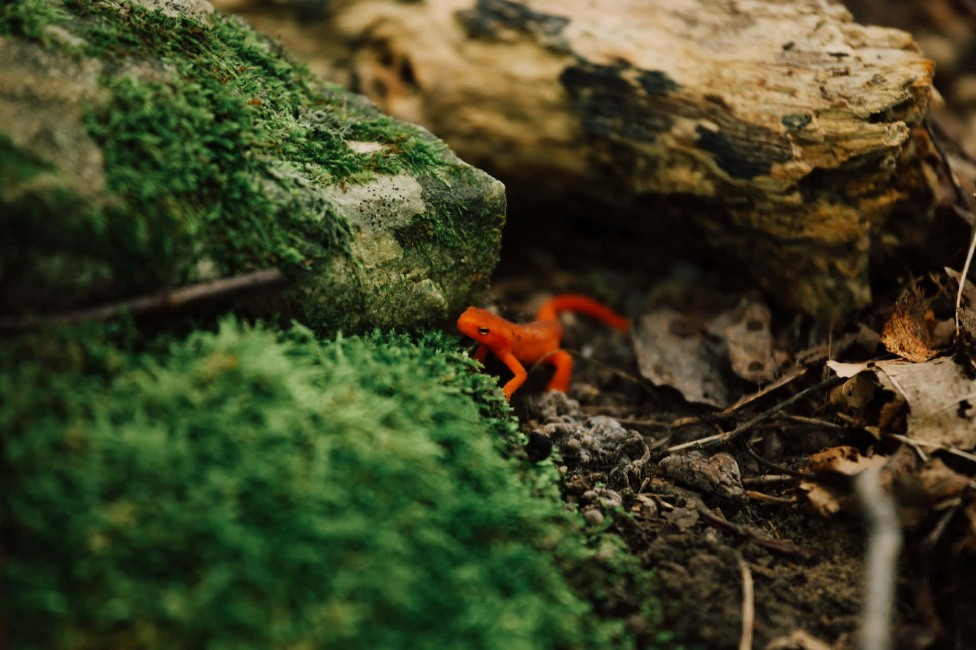 Newt Orange Éclatant Dans Son Habitat Naturel Fond d'écran