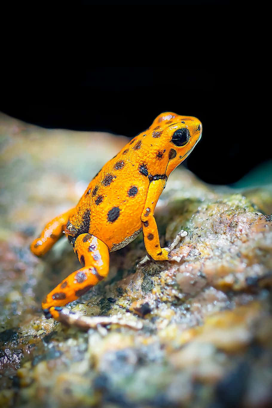 Vibrant Orange Poison Dart Frog Wallpaper