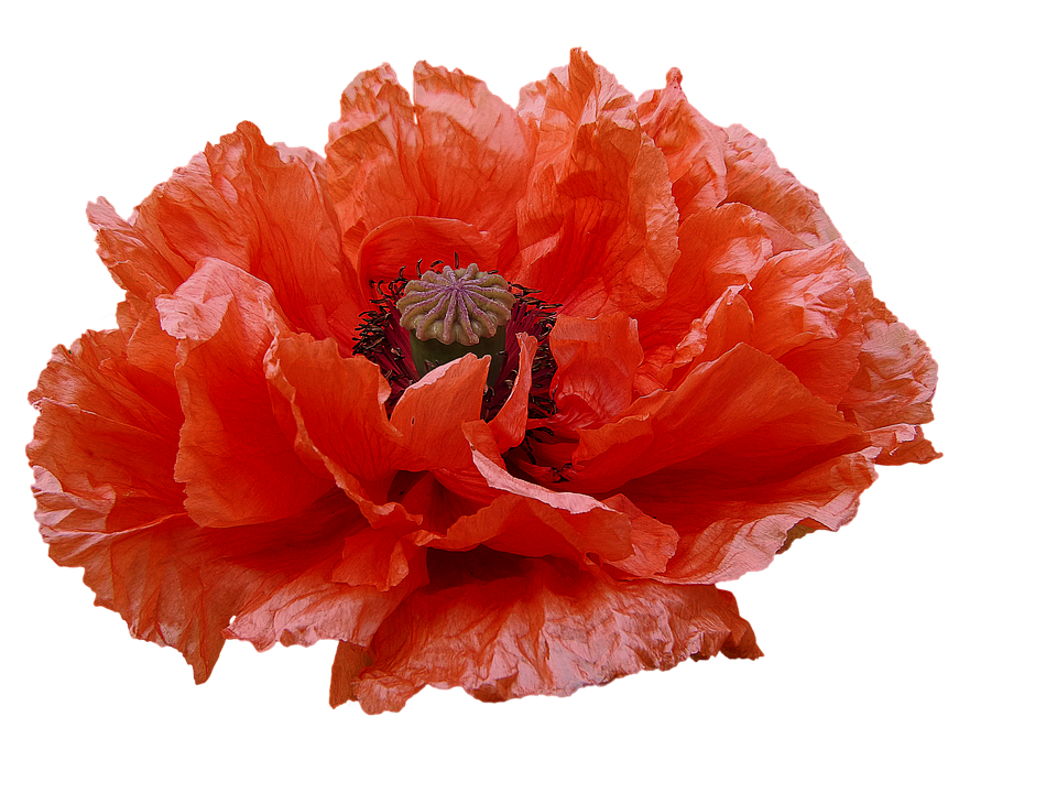 Vibrant Orange Poppy Flower PNG